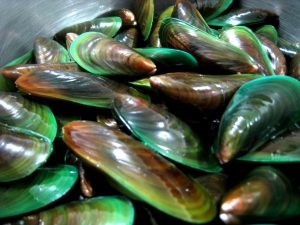 Moules à lèvres vertes