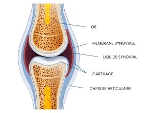 cartilage articulations
