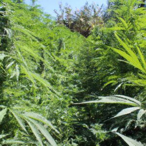 H4CBD