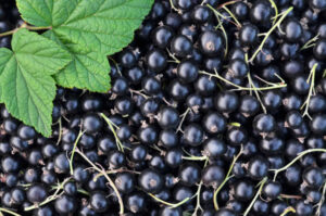 Calorie Cassis