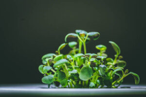 Calorie Pousses et germinations